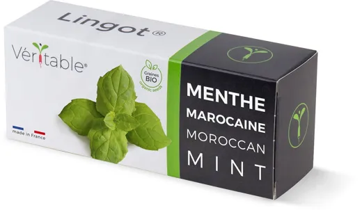 Véritable Lingot Moroccan Mint - Organic