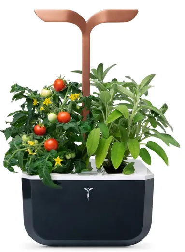 Véritable Exky SMART - copper