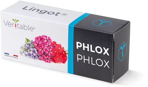 Véritable Lingot Phlox