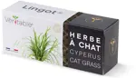 Véritable Lingot Cat Grass Cyperus