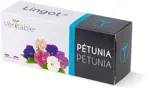 Véritable Lingot Petunia