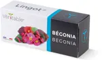 Véritable Lingot Begonia