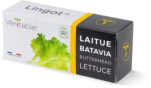 Véritable Lingot Butterhead Lettuce  - Organic