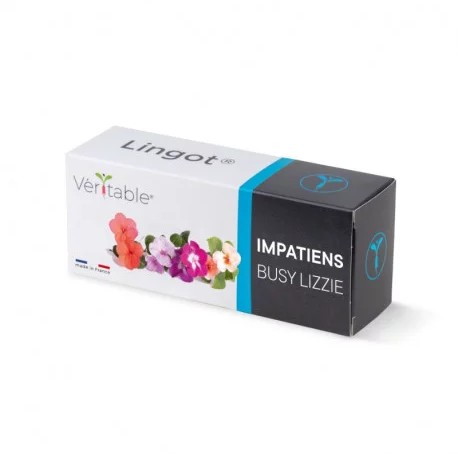 Véritable Lingot Busy Lizzie - Organic